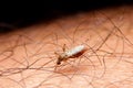 Close-up female mosquito sucking blood on skin