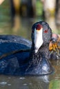 A close up female mother American coot Fulica americana, also known as a mud hen, is a bird of the family Rallidae swimming and Royalty Free Stock Photo