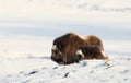 Musk Ox female with a calf standing in snow Royalty Free Stock Photo
