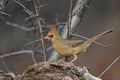 Close up of a Female Northern Cardinal bird Royalty Free Stock Photo