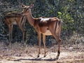 Close up of a female Oribi antelope standing in the South African bush