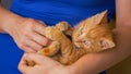 CLOSE UP: Female owner teasing the ginger furred baby cat with its own tail. Royalty Free Stock Photo