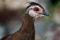 Female Palawan peacock-pheasant Polyplectron napoleonis, nicet Royalty Free Stock Photo