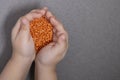 Close-up female palms holding red lentils on grey background