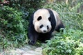 Close up Female Panda Chengdu Panda Base, China Royalty Free Stock Photo