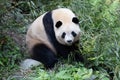 Close up Female Panda Chengdu Panda Base, China Royalty Free Stock Photo