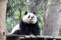 Close up Female Panda Chengdu Panda Base, China Royalty Free Stock Photo