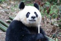 Close up Female Panda Chengdu Panda Base, China Royalty Free Stock Photo