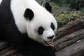 Close up female panda in China Royalty Free Stock Photo