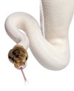 Close-up of Female Pied Spider Royal python Royalty Free Stock Photo