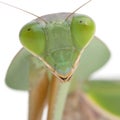 Close-up of Female Praying Mantis