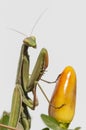 Close up of female praying mantis Royalty Free Stock Photo