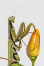Close up of female praying mantis Royalty Free Stock Photo