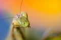 Close up of female praying mantis