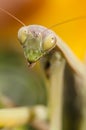 Close up of female praying mantis Royalty Free Stock Photo