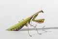 Close up of female praying mantis Royalty Free Stock Photo
