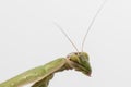 Close up of female praying mantis Royalty Free Stock Photo