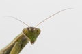 Close up of female praying mantis Royalty Free Stock Photo