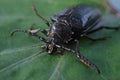 Close up of female Prionus coriarius a species of longhorn beetle also known as the tanner or the sawyer Royalty Free Stock Photo