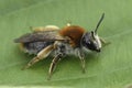 Close-up on a female Red-tailed mining bee, Andrena haemorrhoa sitting on a green leaf Royalty Free Stock Photo