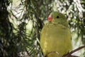 This is a close up of female regent parrot Royalty Free Stock Photo