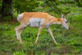 Close up of a female rocky mountain mule deer, Odocoileus hemionus eating grass in Yellowstone National Park in Wyoming Royalty Free Stock Photo