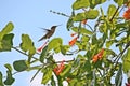 Close Up of an Female Ruby Throated Humminbird Hovering Over a Honeysuckle Flowering Vine Royalty Free Stock Photo