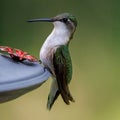 Close up of a female Ruby-throated hummingbird perched on a feeder. Royalty Free Stock Photo