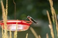 A Female Ruby-Throated Hummingbird Sitting at a Feeder Behind Karl Foerster Seed Heads 2