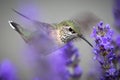 Close up of female rufous hummingbird.