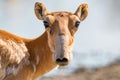 Saiga antelope or Saiga tatarica drinks in steppe