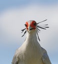 Close up of a female Secretary Bird