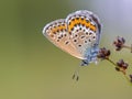 Close up Female silver studded blue butterfly resting and sleeping on rush Royalty Free Stock Photo
