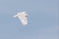 White snowy owl gliding in blue sky Royalty Free Stock Photo