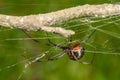 Southern Black Widow Spider - Latrodectus mactans Royalty Free Stock Photo