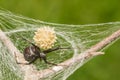 Southern Black Widow Spider - Latrodectus mactans