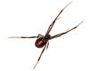 Southern Black Widow Spider - Latrodectus mactans Royalty Free Stock Photo