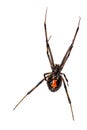 Southern Black Widow Spider - Latrodectus mactans Royalty Free Stock Photo