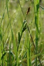 A close up of female spikes of Carex hirta the hairy sedge or hammer sedge in the field