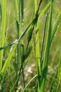 A close up of female spikes of Carex hirta (the hairy sedge or hammer sedge) in the field
