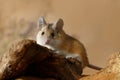 Close-up female spiny mouse with big eyes ÃÂ°nd ears lies on a snag and looks at camera.