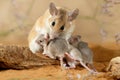 Close-up female spiny mouse breastfeed the offspring.