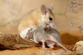 Close-up female spiny mouse eats insect and breastfeed the offspring.