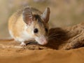 Close-up female spiny mouse hiding behind the snag on the sand.