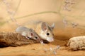 Close-up female spiny mouse and little mouse sits on the snag in the sand.