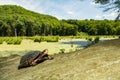 Spotted Turtle - Clemmys guttata Royalty Free Stock Photo