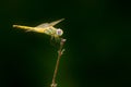 Close-up of a female Sympetrum fonscolombii Royalty Free Stock Photo