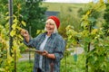 Close up of female with tablet checking grapes quality on large vineyard plantation in Poland Royalty Free Stock Photo