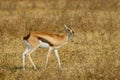 African thomson`s gazelle