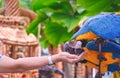 Close up of female tourist hand feeding blue and yellow macaws in the zoo
